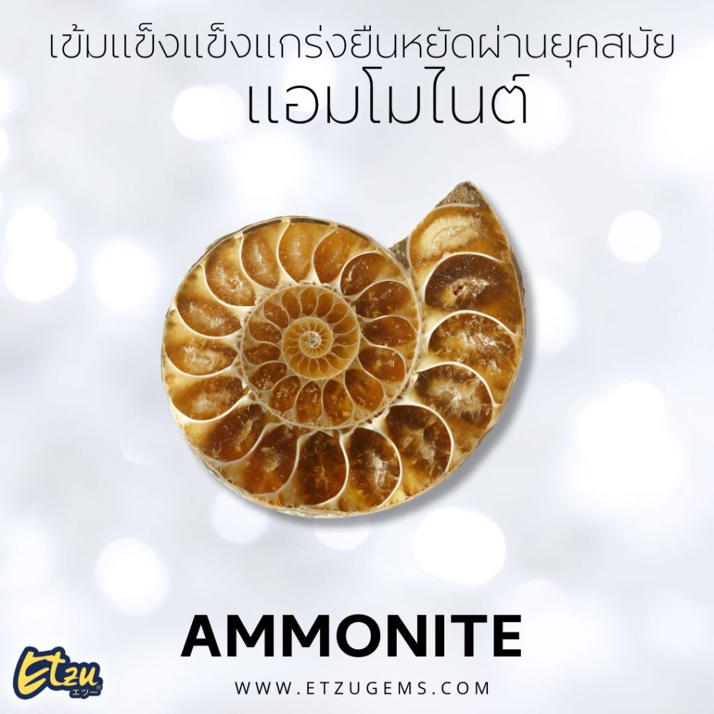 แอมโมไนต์ Ammonite