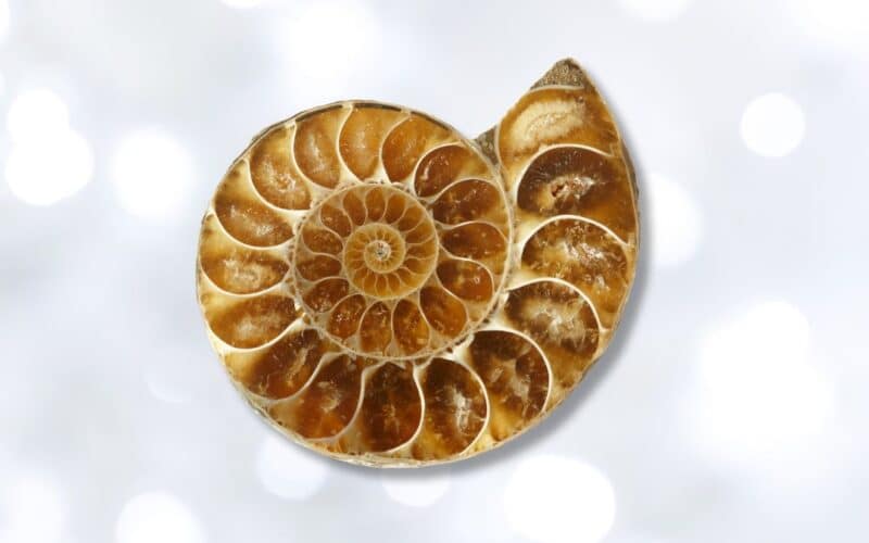 แอมโมไนต์ Ammonite ความเข้มแข็งที่แข็งแกร่งยืนหยัดผ่านยุคสมัย